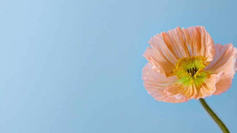 テスト4ダミー投稿テストサンプル