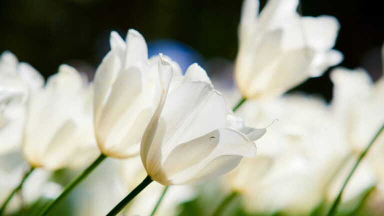 テスト2 長文タイトルダミーテスト記事